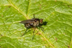 Tachytrechus protervus thumbnail 3