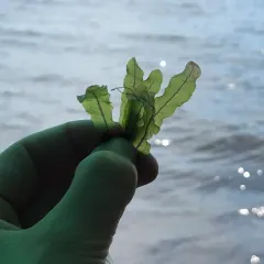Curly-leaf Pondweed thumbnail 2