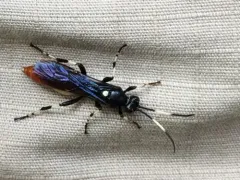 Ichneumon devinctor thumbnail 2