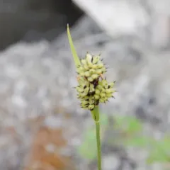 closed-headed sedge thumbnail 2