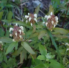 howell's lousewort thumbnail 2