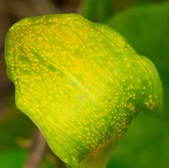 Jack-in-the-Pulpit Rust thumbnail 3