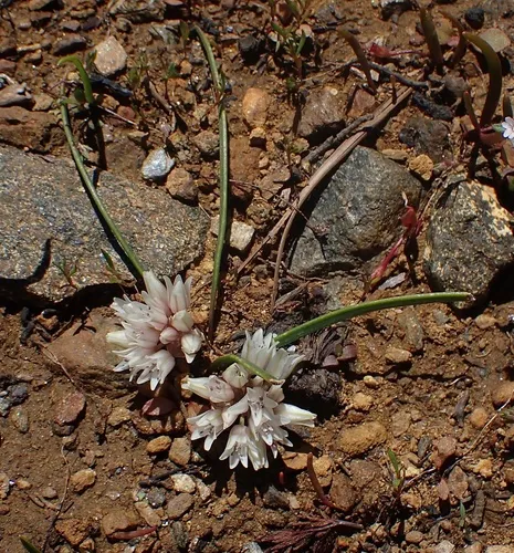 Siskiyou onion