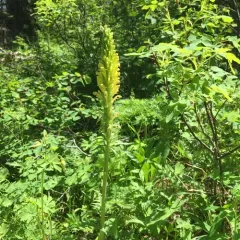 Bracted Lousewort thumbnail 1