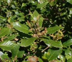 deer oak thumbnail 2