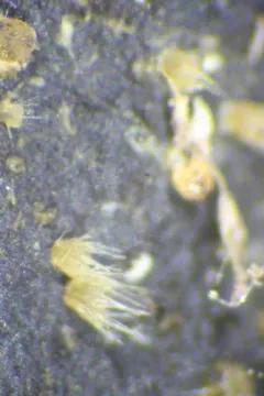 Lasiobolus macrotrichus thumbnail 1