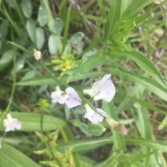 Timber Milkvetch thumbnail 2