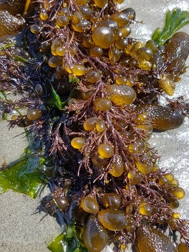 Erythrocystis saccata