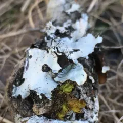 Arnold's Parmotrema Lichen thumbnail 1