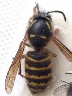 Rocky Mountain Aerial Yellowjacket thumbnail 3