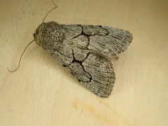 Sympistis pallidior thumbnail 2