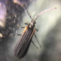 Greenarus thoracicus thumbnail 2