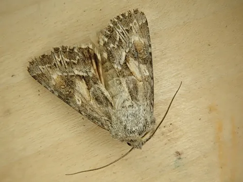 Apamea inordinata