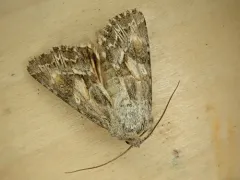 Apamea inordinata thumbnail 1