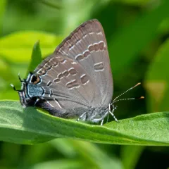 Hickory Hairstreak thumbnail 3