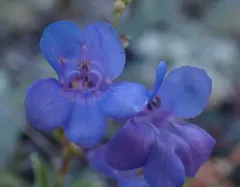 Azure Penstemon thumbnail 1