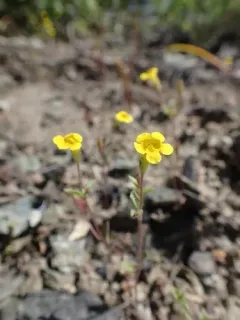 Pulsifer's Monkey-Flower thumbnail 4