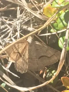 Digrammia rippertaria thumbnail 3