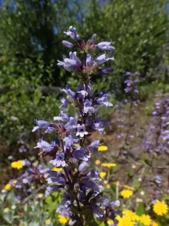 Siskiyou Beardtongue thumbnail 3