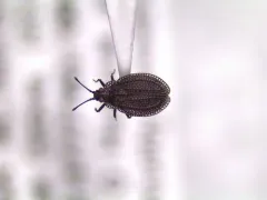 Lillian's lace bug thumbnail 1