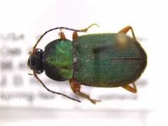 Small-green Stinking Beetle thumbnail 3