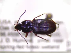 Pterostichus praetermissus thumbnail 1