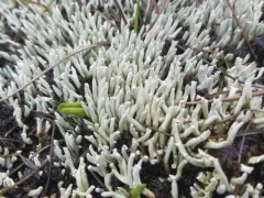 Waterfingers Lichen thumbnail 3