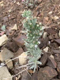 Thompson's Cryptantha thumbnail 1