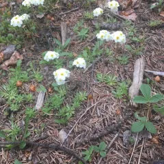 Lehmann's rockjasmine thumbnail 2