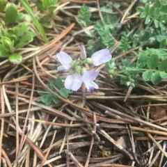 Alpine Milkvetch thumbnail 4