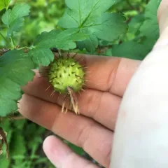 marshall's gooseberry thumbnail 2