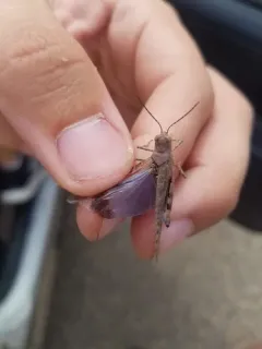 Blue-winged Grasshopper thumbnail 4