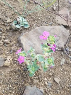 Cusick Monkeyflower thumbnail 4