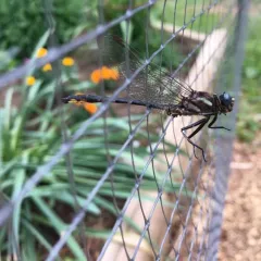 Lancet Clubtail thumbnail 3