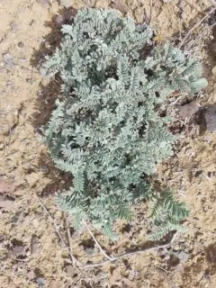 Cobblestone Milkvetch thumbnail 2