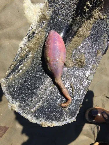 Rat-tailed Fusiform Sea Cucumber