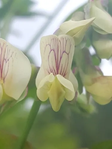 Pacific pea