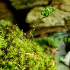 Common Apple-moss thumbnail 1