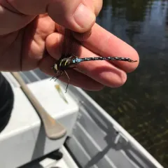 Springtime Darner thumbnail 4