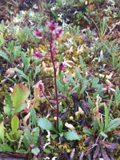 Razshivin's Saxifrage thumbnail 2