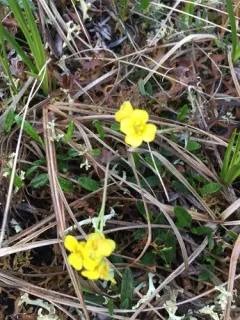 Calder's Bladderpod thumbnail 3