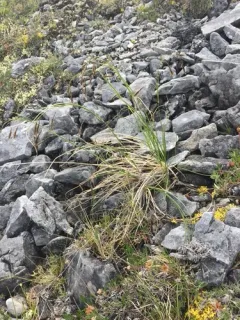 Rock-dwelling Sedge thumbnail 2