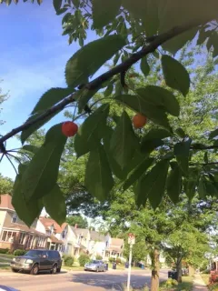 Sour Cherry thumbnail 2