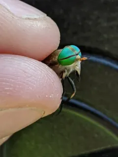 Tabanus quinquevittatus thumbnail 2