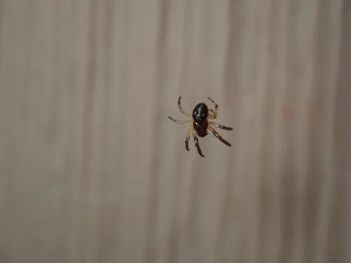 Rubens Orbweaver