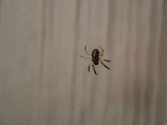 Rubens Orbweaver thumbnail 1