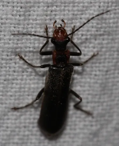 Dichelotarsus cinctipennis