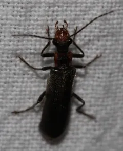 Dichelotarsus cinctipennis thumbnail 1