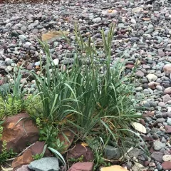 American lyme grass thumbnail 3