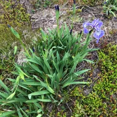 beach-head iris thumbnail 3